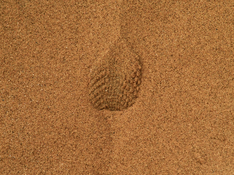 Swakopmund, Cartwheeling Spider